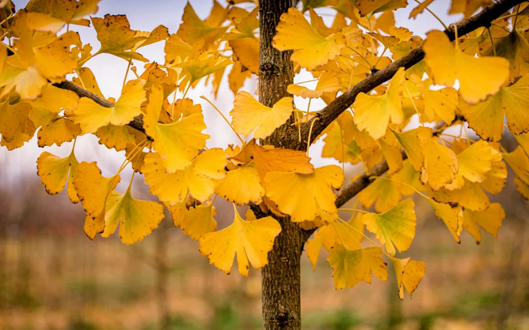 Proprietà e benefici del Ginkgo Biloba