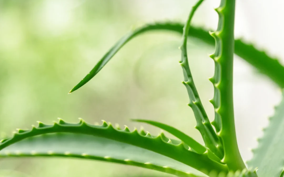 Come utilizzare al meglio Gel di Aloe Vera?
