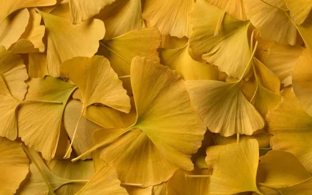 Come il Ginkgo Biloba migliora la memoria