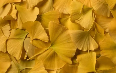 Come il Ginkgo Biloba migliora la memoria