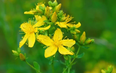 Iperico: I benefici e le precauzioni per chi assume altri antidepressivi