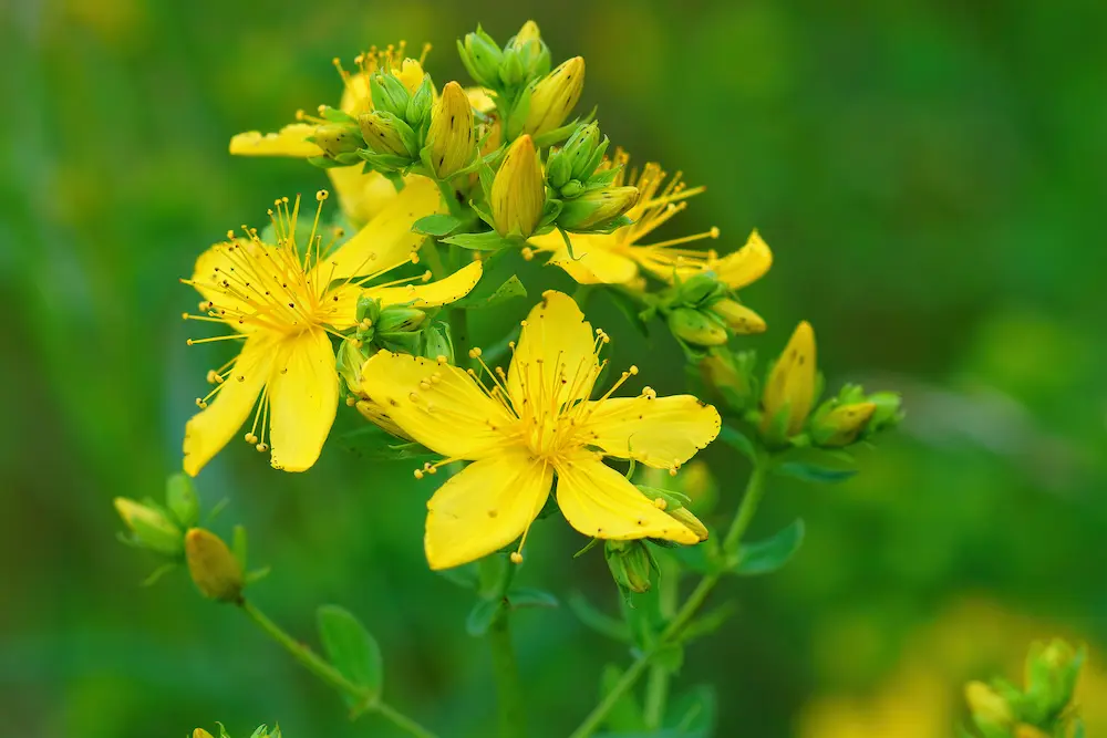 Iperico: I benefici e le precauzioni per chi assume altri antidepressivi